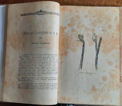 Revista do Centro de Ciências, Letras e Artes - 4 E 5 - Image 3