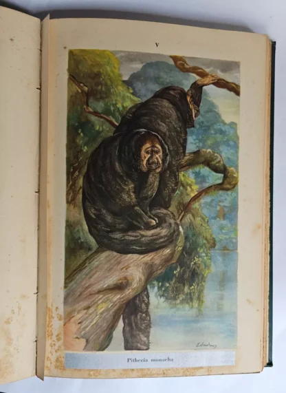 Mamíferos da Amazônia - Image 6