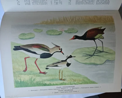 Ornitologia Brasiliense - Image 3