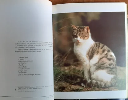Gatos, A Emoção de Lidar - Image 4
