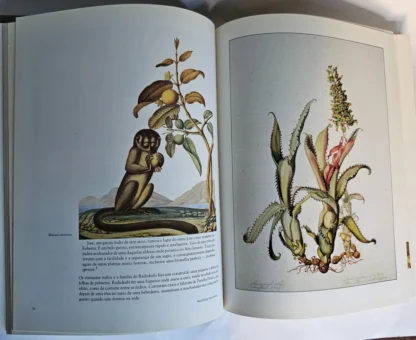 Em Busca das Flores da Floresta Amazônica - Image 4