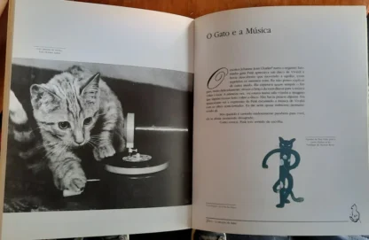 Gatos, A Emoção de Lidar - Image 2