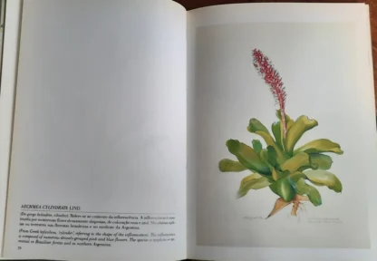 Bromélias Brasileiras - Image 4