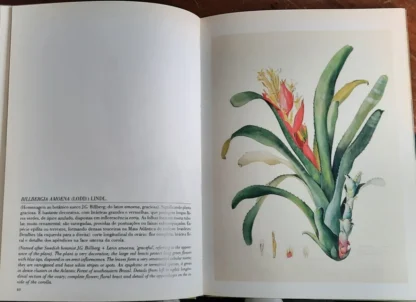 Bromélias Brasileiras - Image 5