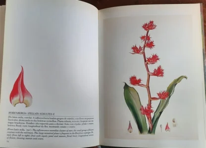 Bromélias Brasileiras - Image 6