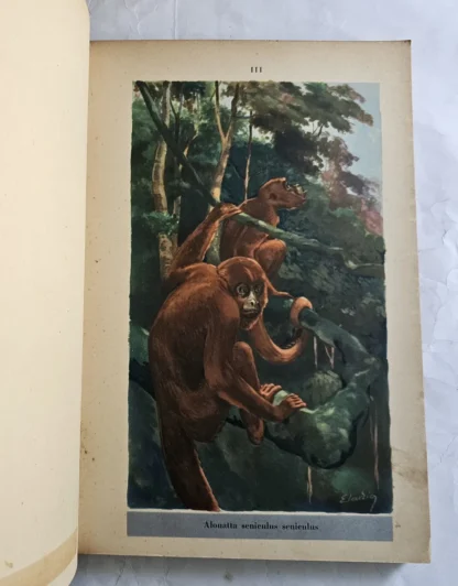 Mamíferos da Amazônia - Image 4
